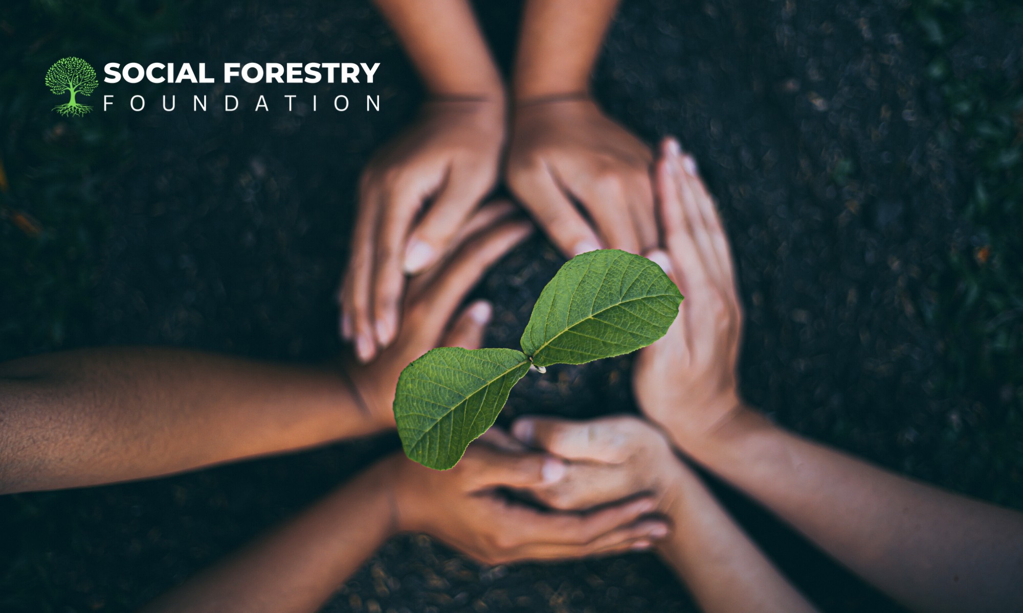 Social Equity And Forest Conservation | Social Forestry Foundation